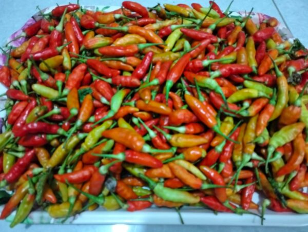 Cabai Rawit Merah 1kg - Super Pedas - Segar